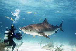 Red Sea Shark Diving in Sudan